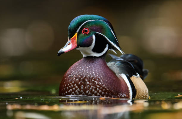 istock A Wood Duck in a Creek 1395572905