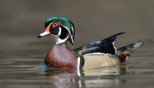 istock A Wood Duck in a Creek 1395572927