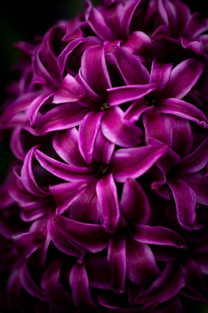 Hyacinth plant in a closeup shot from above, using natural light and a living plant in a garden