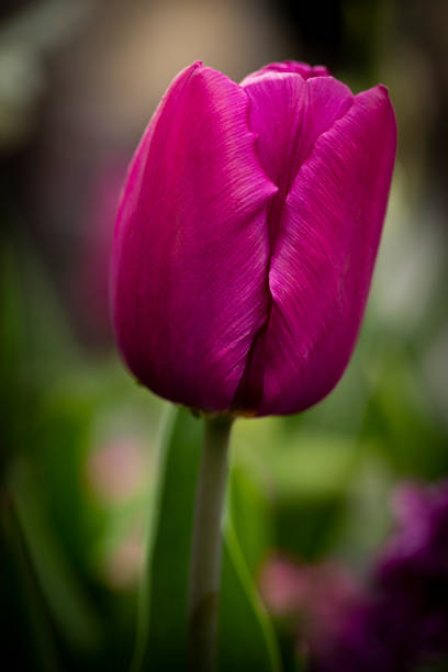 Purple tulip plant closeup from a side angle view, using natural light on a living plant in a garden