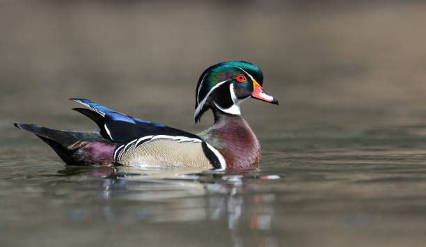 istock A Wood Duck in a Creek 1395572959