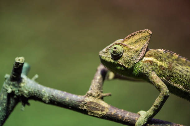 istock A picture of a chameleon 1395573633