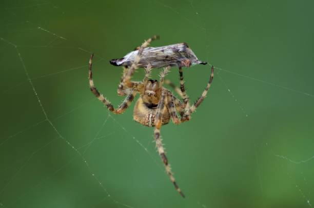 istock the spider and its victim 1395573661