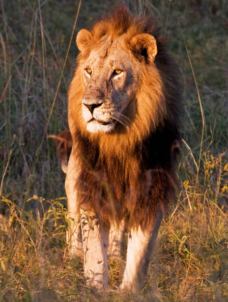 istock Beautiful Wildlife places in Moremi, Botswana 1395573701
