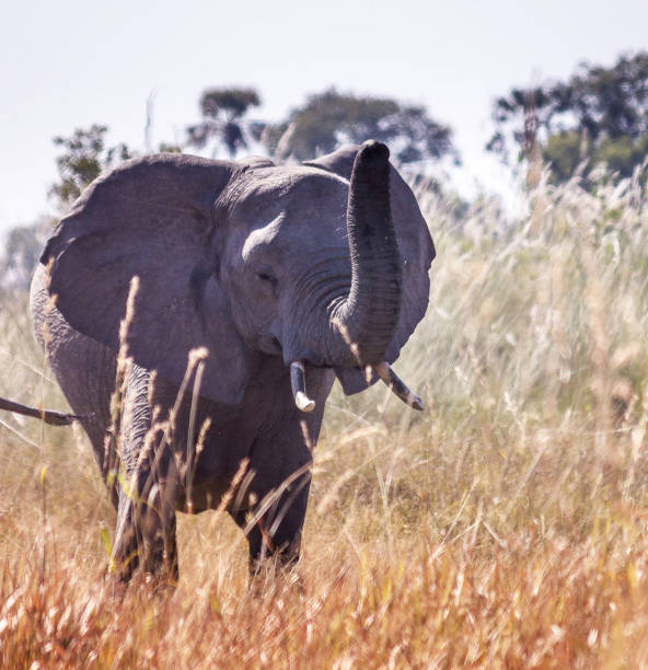 istock Beautiful Wildlife places in Moremi, Botswana 1395573765