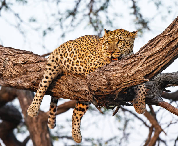 istock Beautiful Wildlife places in Moremi, Botswana 1395573773