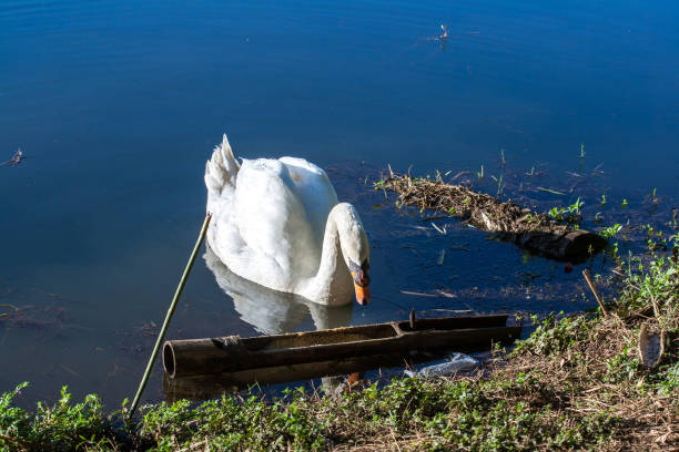 istock White Swan in the lake 1395573872