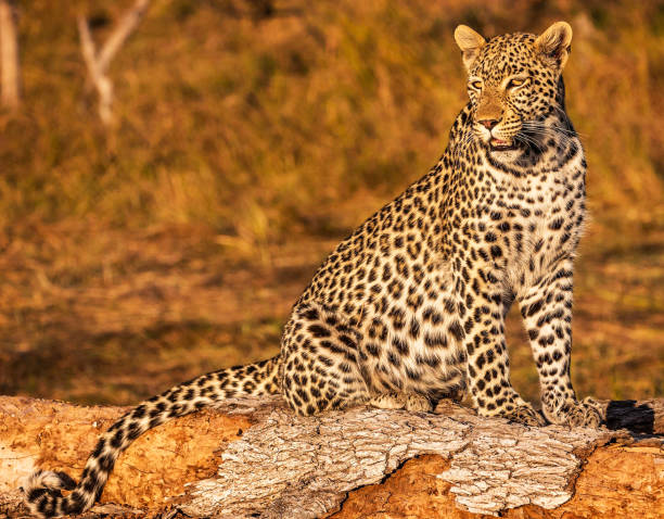 istock Beautiful Wildlife places in Moremi, Botswana 1395573920