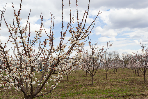 Spring scene with pink blossom. Beautiful nature scene with blooming apricot tree at sunny day in springtime. Spring flowers. Beautiful Orchard.