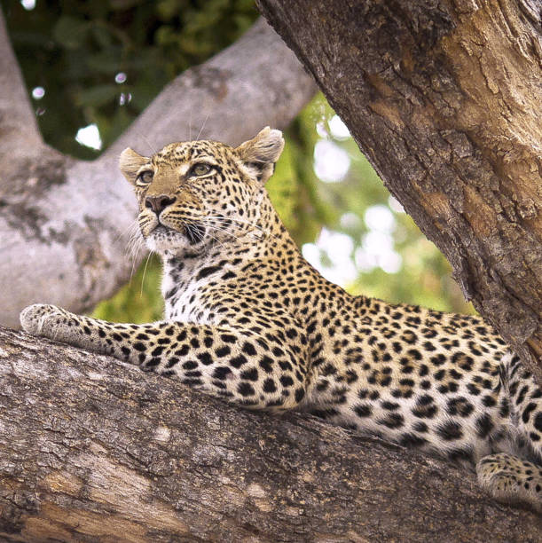 istock Beautiful Wildlife places in Moremi, Botswana 1395574124