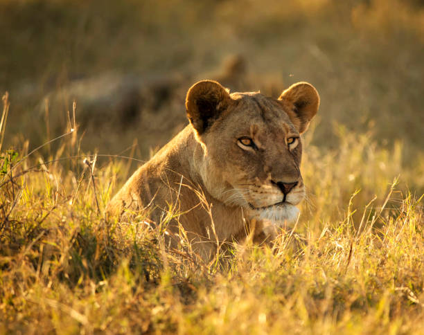istock Beautiful Wildlife places in Moremi, Botswana 1395574148