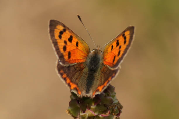 cuivré commun --- bronzé (lycaena phlaeas) - lycaena phlaeas imagens e fotografias de stock