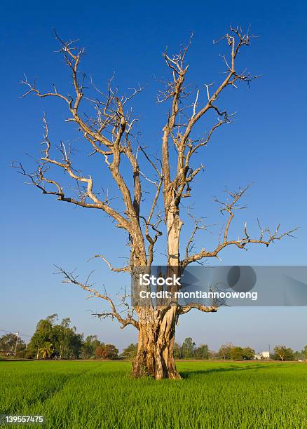 Photo libre de droit de Arbres Morts Sec banque d'images et plus d'images libres de droit de Arbre - Arbre, Automne, Beauté de la nature