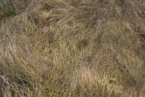 Long, dry, yellow grass dried in a parched swamp to form a beautiful natural texture.
