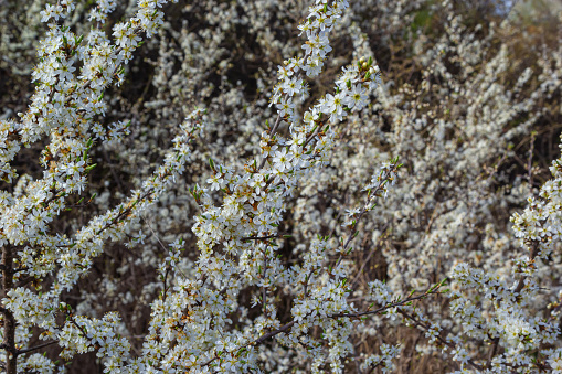 Blackthorn prunus spinosa sloe plant shrub white flower bloom blossom detail spring wild fruit.