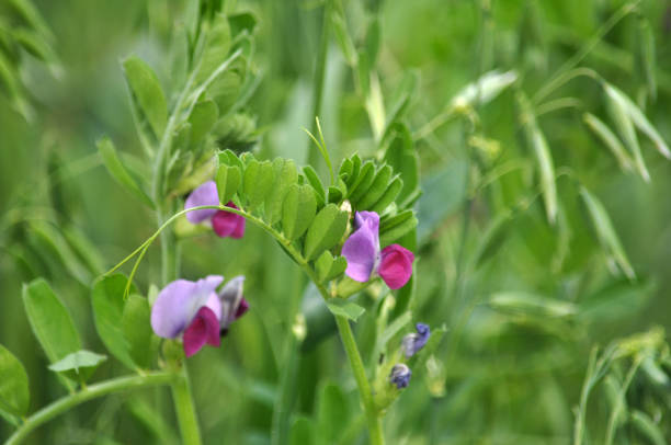 istock Fodder mixture of vetch and oats 1395574891