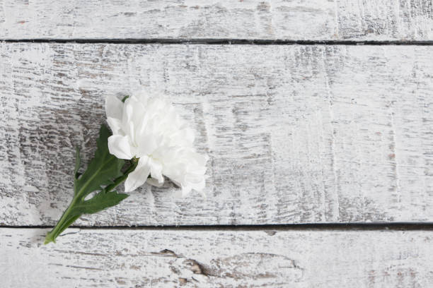 istock white chrysanthemum on a gray wooden background, aged boards, copy space 1395575041