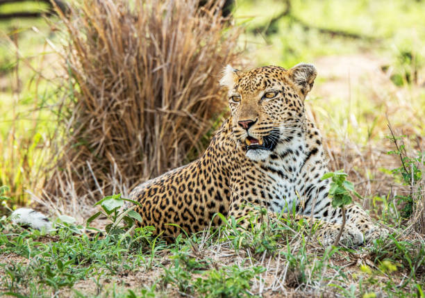 istock Moremi, Botswana Wildlife pictures 1395575057
