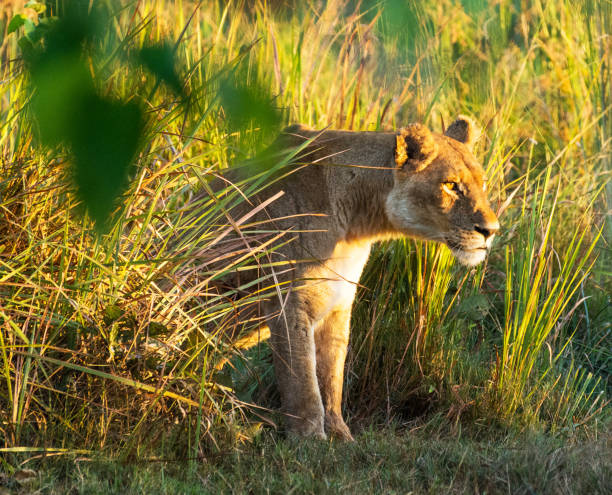istock Moremi, Botswana Wildlife pictures 1395575075