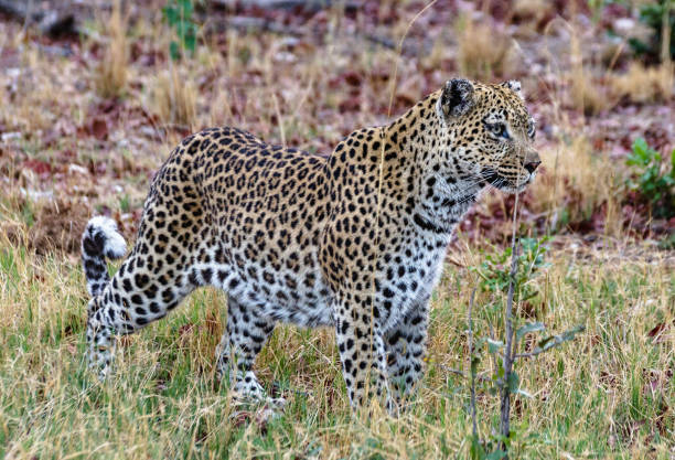 istock Moremi, Botswana Wildlife pictures 1395575095