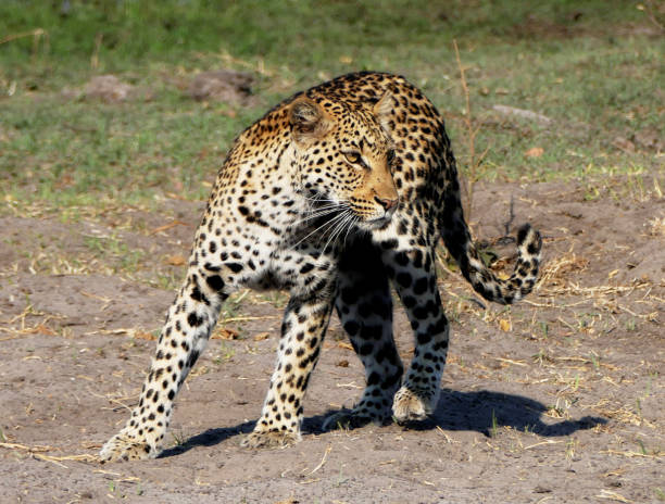istock Moremi, Botswana Wildlife pictures 1395575110