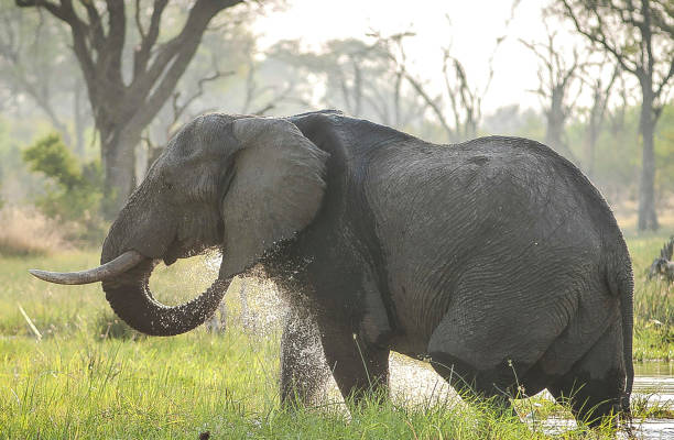 istock Moremi, Botswana Wildlife pictures 1395575147