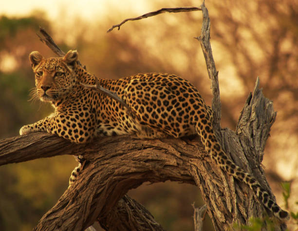 istock Moremi, Botswana Wildlife pictures 1395575191