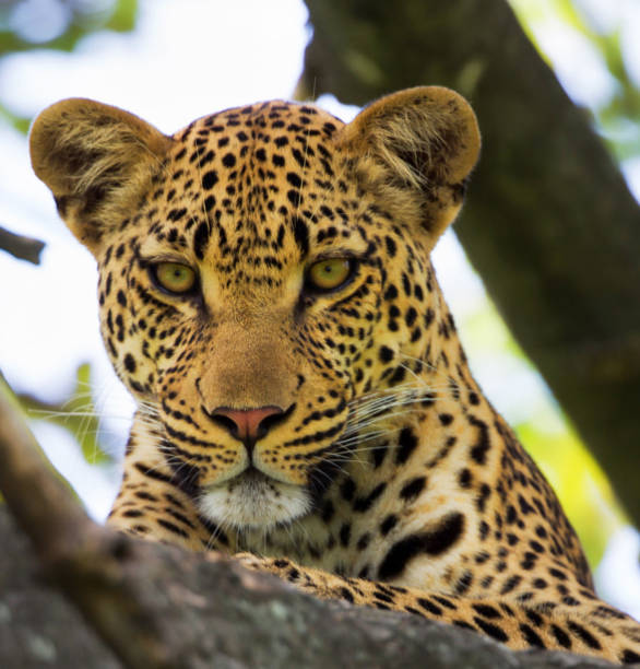istock Moremi, Botswana Wildlife pictures 1395575199