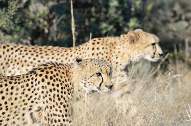 istock Moremi, Botswana Wildlife pictures 1395575213