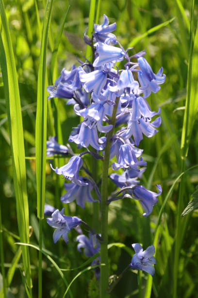 istock Spanish hyacinth --- Spanish scilla --- Campanulate scilla (Hyacinthoides hispanica) 1395575231