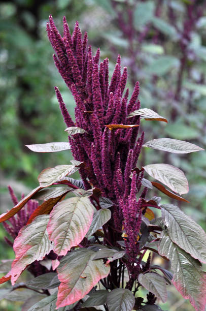 arbusto florido de amaranto - amaranthus cruentus - fotografias e filmes do acervo