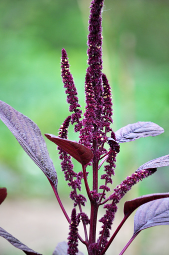 Amaranth shrub with blossom, stem and green leaves growing on a plot of land