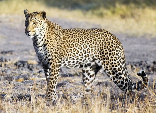istock Moremi, Botswana Wildlife pictures 1395575313