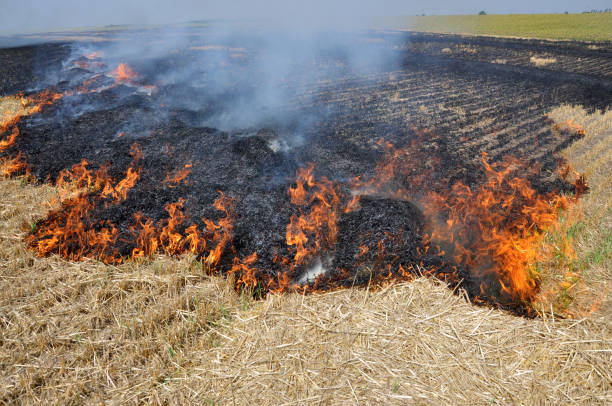 istock On the field burning stubble and straw 1395575319