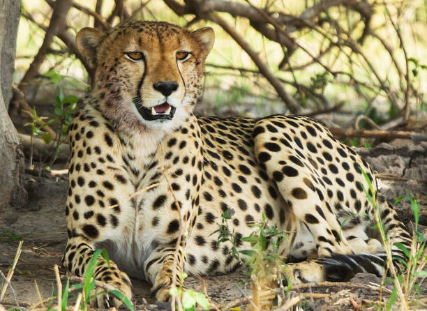 istock Moremi, Botswana Wildlife pictures 1395575426