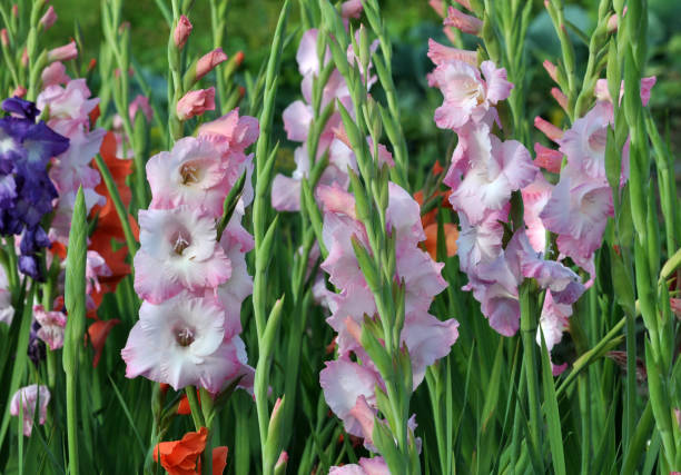 istock Blossom of colorful gladioluses 1395575510