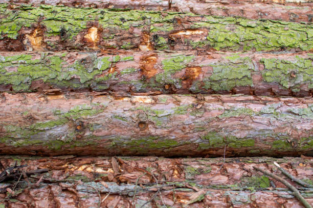 istock Piles of felled tree stacked. 1395575562