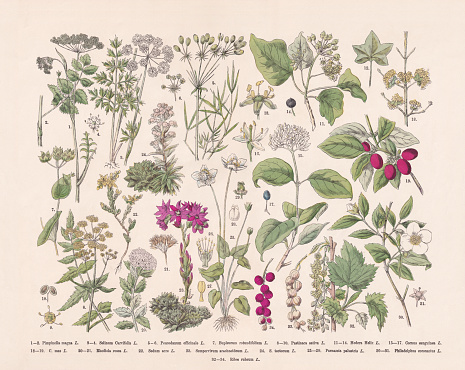 Flowering plants (Apiaceae, Crassulaceae, Rosids): 1-2) Greater burnet-saxifrage (Pimpinella major, or Pimpinella magna); 3-4) Cambridge Milk Parsley (Selinum carvifolia); 5-6) Hog's fennel (Peucedanum officinale); 7) Hare's ear (Bupleurum rotundifolium); 8-10) Parsnip (Pastinaca sativa); 11-14) Ivy (Hedera helix); 15-17) Pegwood (Cornus sanguinea); 18-19) Cornelian cherry (Cornus mas); 20-21) Golden root (Rhodiola rosea); 22) Goldmoss stonecrop (Sedum acre); 23) Cobweb house-leek (Sempervivum arachnoideum); 24) Houseleek (Sempervivum tectorum); 25-29) Grass-of-Parnassus (Parnassia palustris); 30-31) English dogwood (Philadelphus coronarius); 32-34) Redcurrant (Ribes rubrum, or Ribea rubrum). Hand-colored wood engraving, published in 1887.