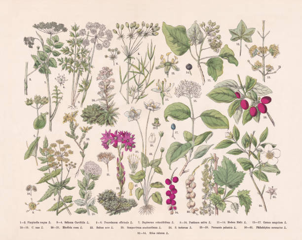 Flowering plants (Apiaceae, Crassulaceae, Rosids), hand-colored wood engraving, published 1887 Flowering plants (Apiaceae, Crassulaceae, Rosids): 1-2) Greater burnet-saxifrage (Pimpinella major, or Pimpinella magna); 3-4) Cambridge Milk Parsley (Selinum carvifolia); 5-6) Hog's fennel (Peucedanum officinale); 7) Hare's ear (Bupleurum rotundifolium); 8-10) Parsnip (Pastinaca sativa); 11-14) Ivy (Hedera helix); 15-17) Pegwood (Cornus sanguinea); 18-19) Cornelian cherry (Cornus mas); 20-21) Golden root (Rhodiola rosea); 22) Goldmoss stonecrop (Sedum acre); 23) Cobweb house-leek (Sempervivum arachnoideum); 24) Houseleek (Sempervivum tectorum); 25-29) Grass-of-Parnassus (Parnassia palustris); 30-31) English dogwood (Philadelphus coronarius); 32-34) Redcurrant (Ribes rubrum, or Ribea rubrum). Hand-colored wood engraving, published in 1887. cornus sanguinea stock illustrations