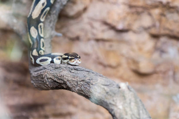 istock A picture of a snake 1395576314