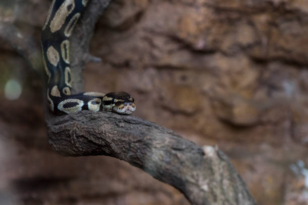 istock A picture of a snake 1395576605