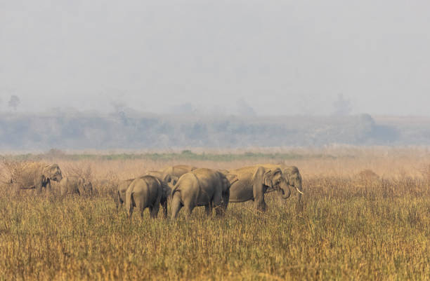 Herd of tusker in forest of jim corbett national park.