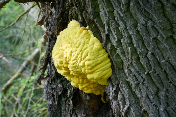bright yellow common sulfur, fungus Laetiporus sulphureus on the trunk of an old willow tree