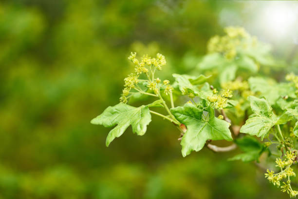 flowering field maple Acer campestre in spring at field edge