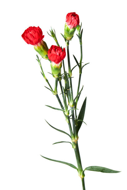 istock A branch of red carnations isolated 1395577839