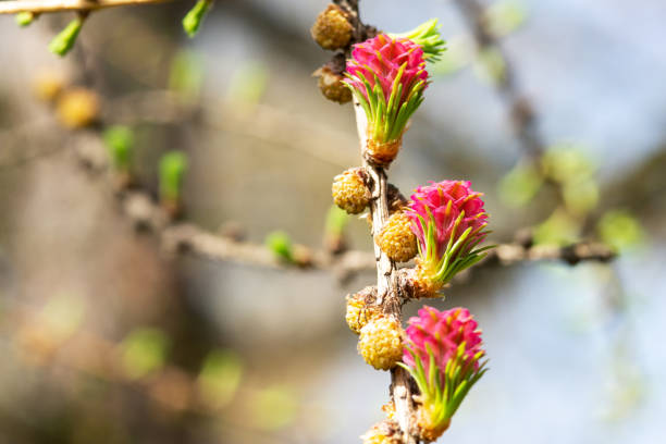 A young larch tree cone on a branch closeup with a copyspace