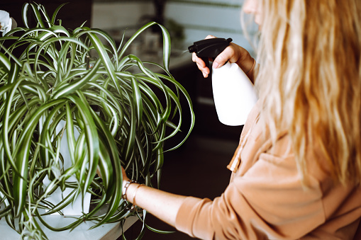 Cropped blond woman spray on live houseplants at home, sprinkling, watering spider plants by spray gun. Plant care in the morning. Female taking care of houseplants and home flowers. Need some fresh