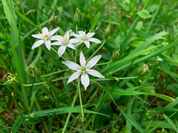 istock Small spring flowers known as Grass lily and Sleepydick. 1395579868
