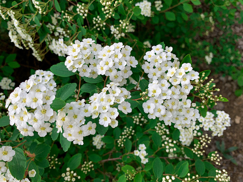 Bunch of Spiraea Van Houtte with small white flowers.