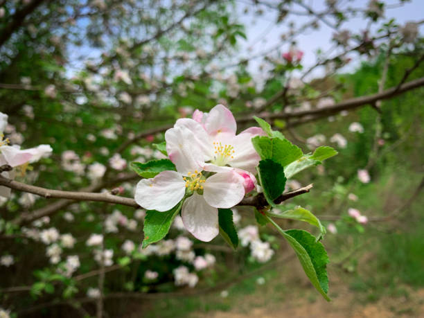 istock Blooming spring flowers of apple tree. 1395579879